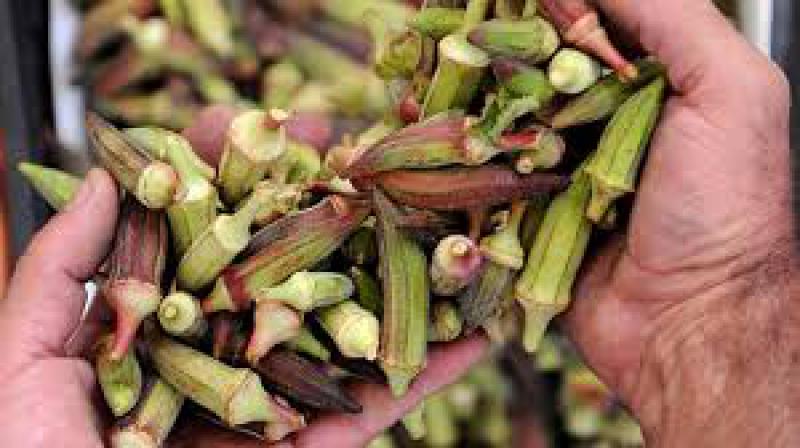 Bamya Alerjisi Belirtileri ve Tedavisi